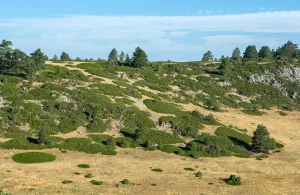 Sabinares de Alta Montaña